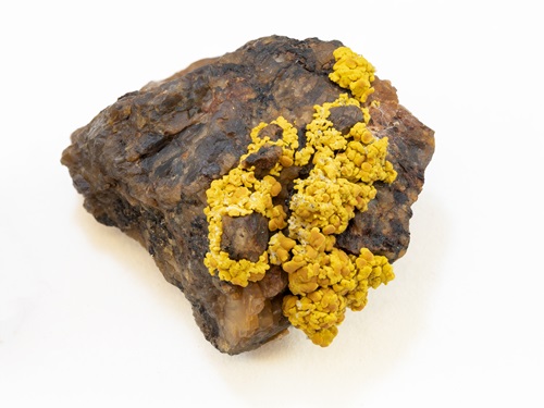 Specimen of lichen held in the cryptogram collection of the Australian National Herbarium.