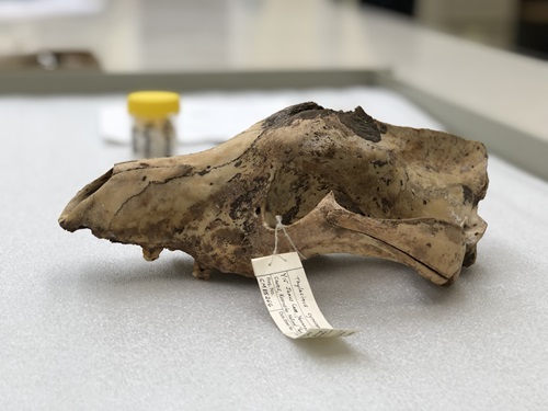 A Thylacine (marsupial) skull around 4000 years old in the Australian National Wildlife Collection.