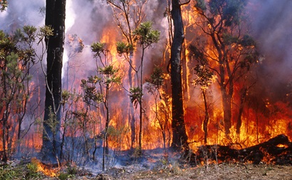 Fire burning through bushland in Western Australia. 