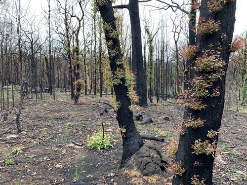 Green shoots on burnt land and blackened tree trunks