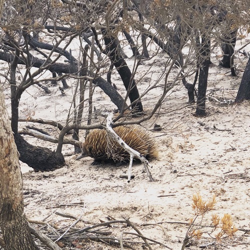 An echidna walks through a burned-out landscape