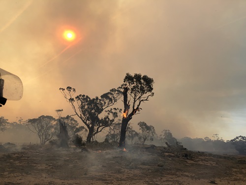 Aftermath of a bushfire showing blackend ground and a large tree with burning trunk still with some leafy branches at the very top and the sun glowing red through the smoky sky. 