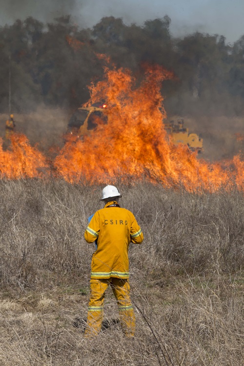 CSIRO researcher in the field with a burning trial.