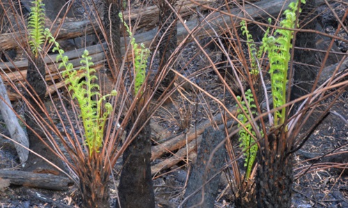 Green ferns sprouting from burned trees