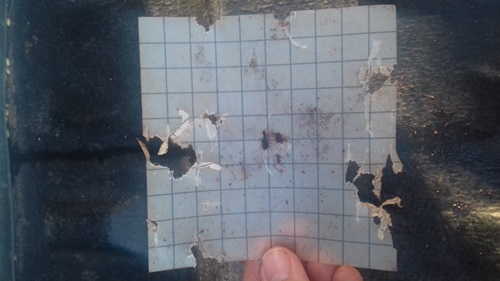A mouse chew card
