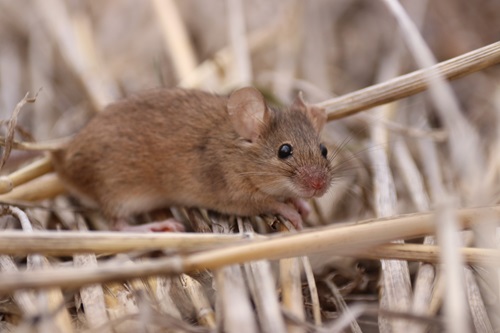 A mouse in wheat stubble