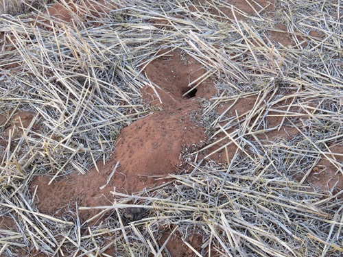 Active mouse burrows are a good indication that mice are present