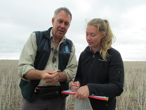 CSIRO researchers monitor for mice in the field