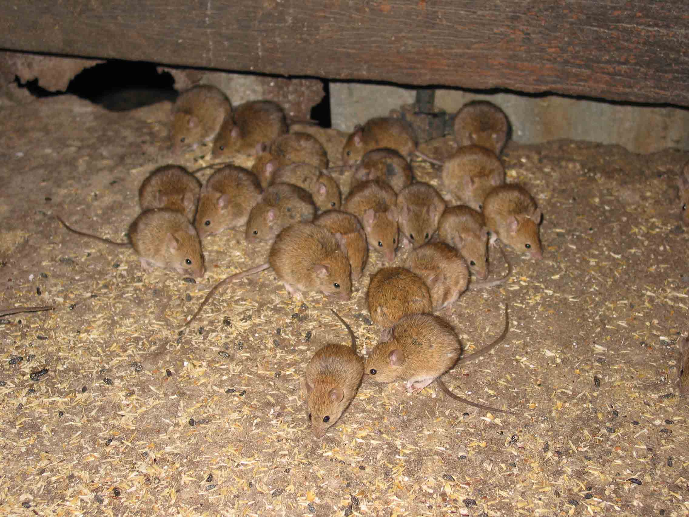 Mouse bait sales soar as farmers brace for rodent boom - ABC News