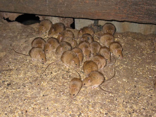 Piggery mice