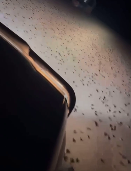 Mice run across the road at Come by Chance, NSW, Video by Danny Petty