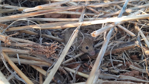 It can be difficult to see mice, get out of the car and look for signs of mice