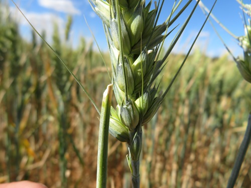 Mouse damage to wheat crop