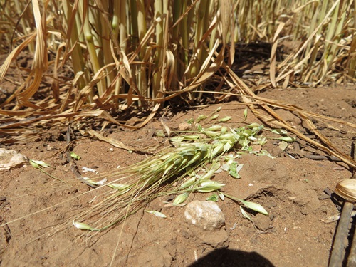 Mouse damage to wheat on ground