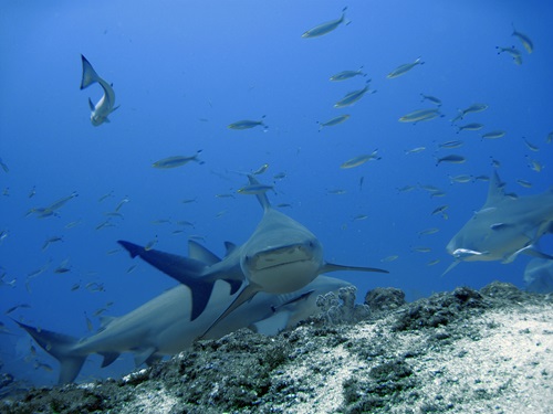 bull sharks swimming