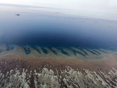 Overhead shot of the Great Barrier Reef corals with spawning slicks visible on ocean surface