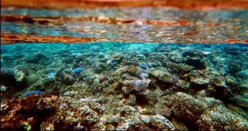 Underwater view of corals on the Great Barrier Reef