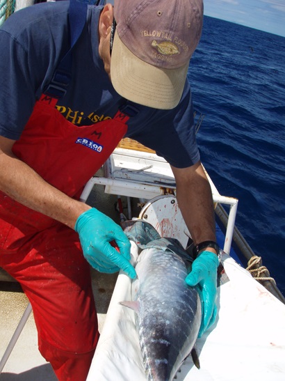 Southern Bluefin Tuna being tagged