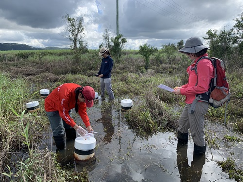 3 Scientists in a boggy marsh. 1 scientist leans over a white bucket submerged in the water.