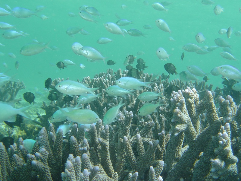A school of fish swimming over some staghorn coral