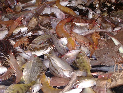 Mixed species in a fishing catch