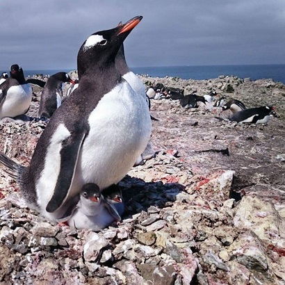 Gentoo penguin sitting on two babies