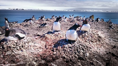 Colony of Gentoo penguins