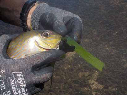 A small golden-lined rabbit fish is held in scientist has with a piece of seagrass