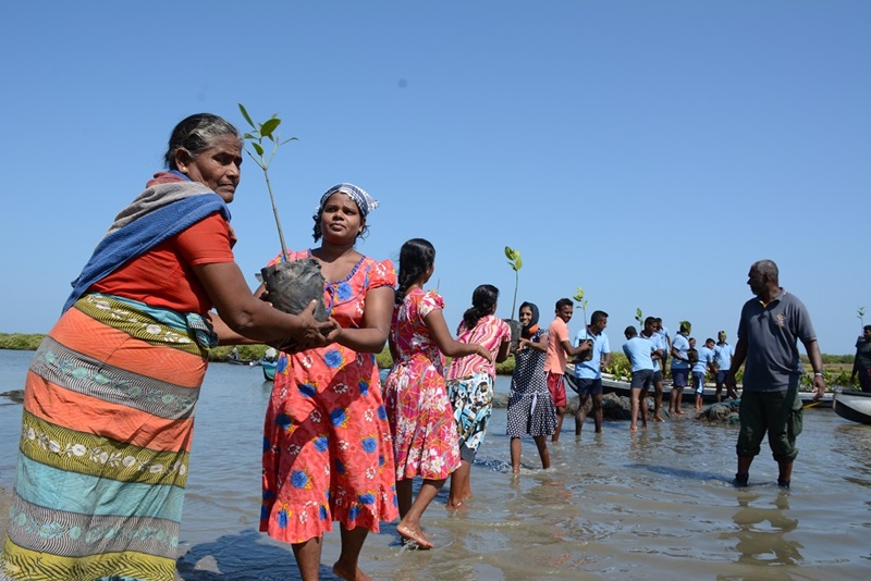 Sri Lankan women in a line in shallow water passing young mangrove plants