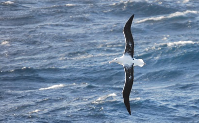 Bird flying over the ocean