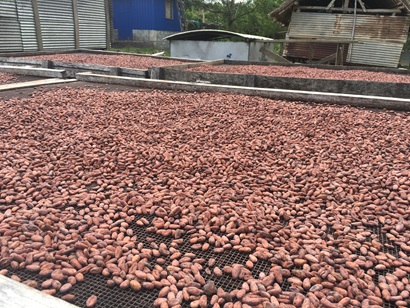 An array of cocoa beans