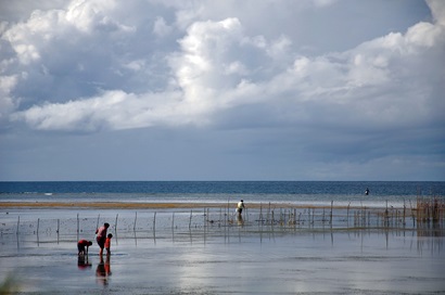 A shoreline with a person wading out, some reeds pictured in background