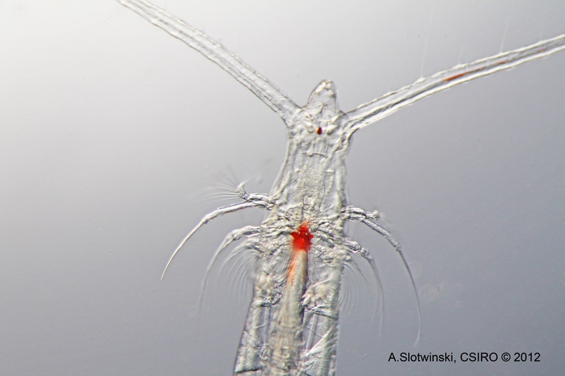 Rhincalanus copepod. Large copepod that is important as food for fish