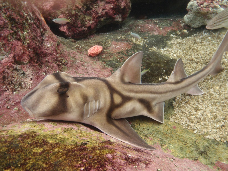 A Port Jackson Shark on the floor of the sea
