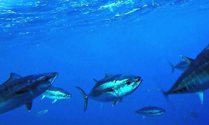 Southern bluefin tuna swimming in the ocean