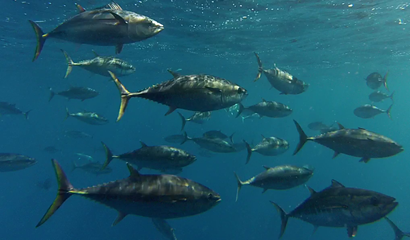 Southern bluefin tuna beneath the surface of the ocean