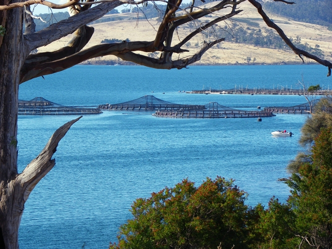 A view through the trees of a Tasmanian aquaculture salmon farm