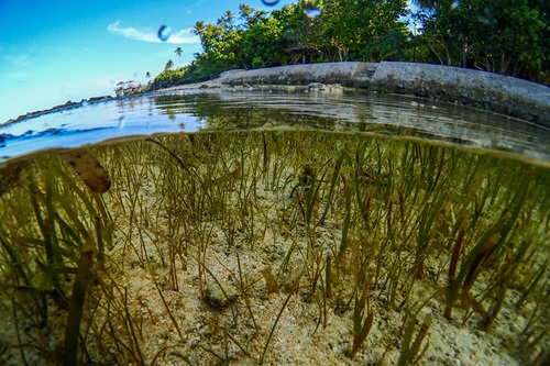 Split view of seafloor with sea grass and above water mangroves and blue sky