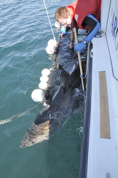 Man leans over boat tagging shark in net