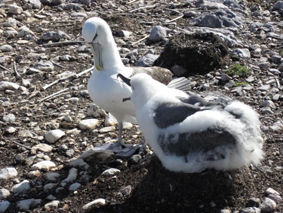 Shy Albatross - one sitting on a nest