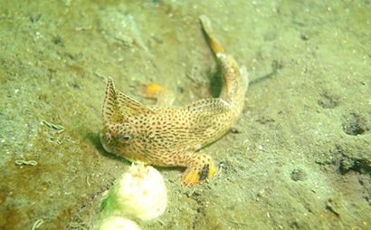 A Spotted Handfish is seen on the seabed.