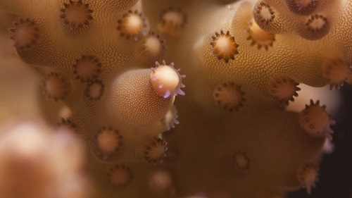 close up image of coral spawning