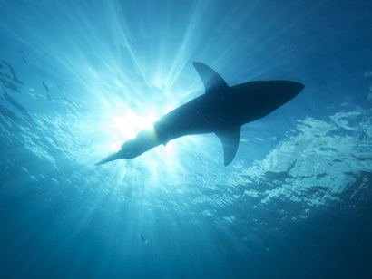 View from below of white shark swimming in the ocean