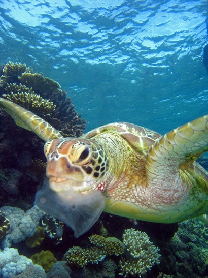 Turtle swimming the ocean with a piece of plastic in its mouth