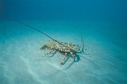 A rock lobster walking along the sea floor
