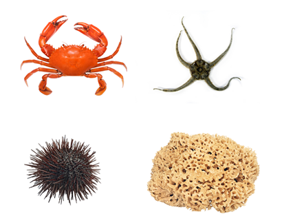 sea floor organisms - crab, sponge, urchin, brittle star