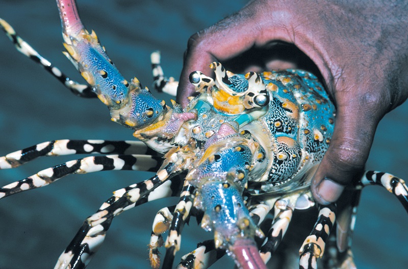 A hand holding a brightly coloured tropical rock lobster.