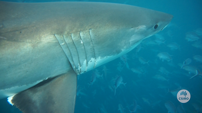 A close-up image of a white shark in the ocean