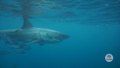 Adult white shark swimming in ocean with tag