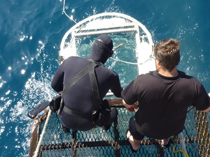 An ocean cage is being set up to encounter white sharks